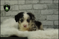 Prachtige Border Collie pups - 1 - Thumbnail