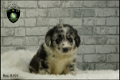 Prachtige Border Collie pups - 3 - Thumbnail