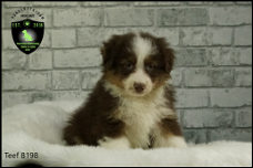 Prachtige Australian Shepherd pups.