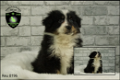 Prachtige Australian Shepherd pups. - 1 - Thumbnail