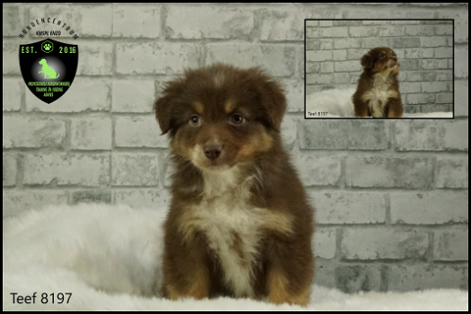 Prachtige Australian Shepherd pups. - 2