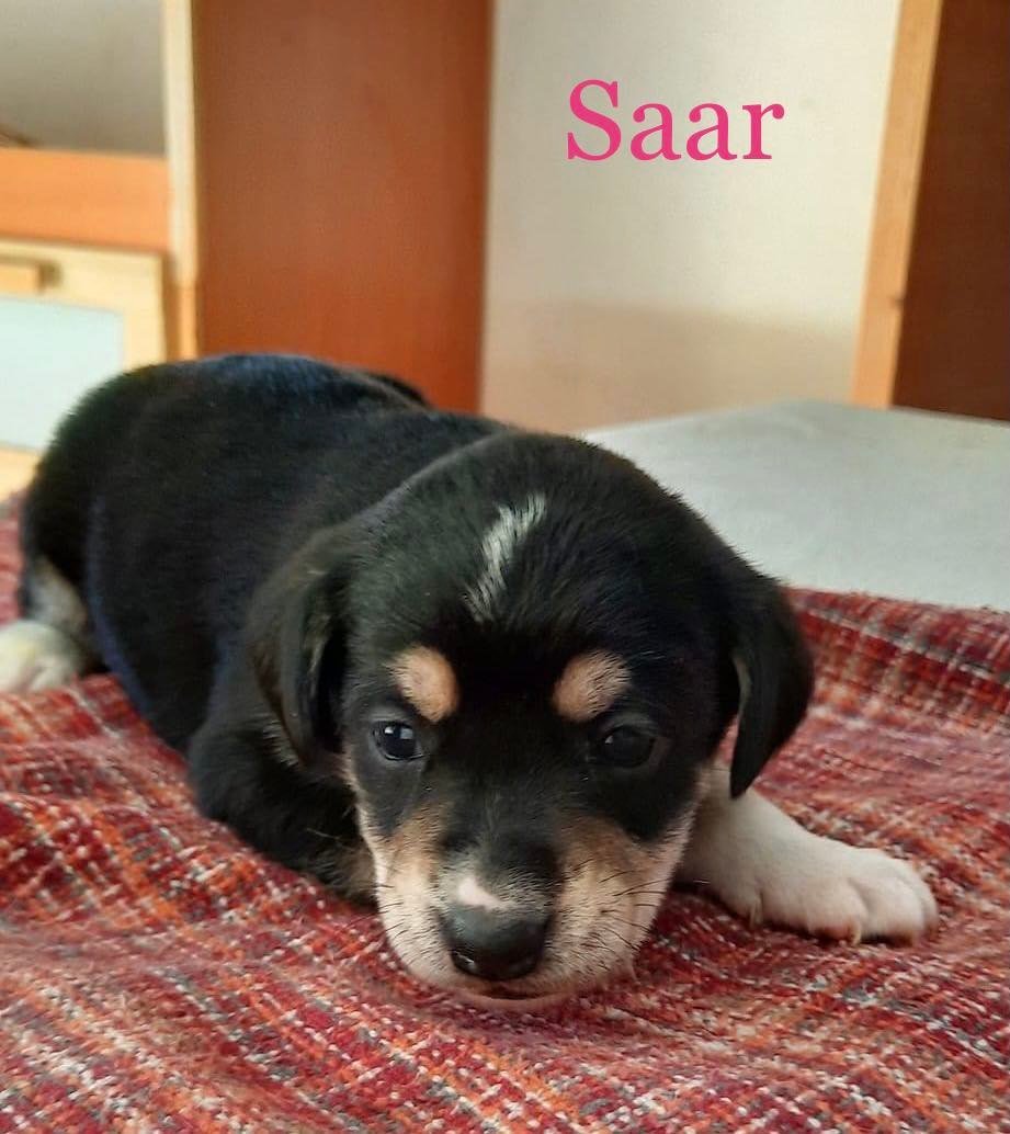 MJM Dogs Foundation: Saar(gereserveerd) - nr. 1