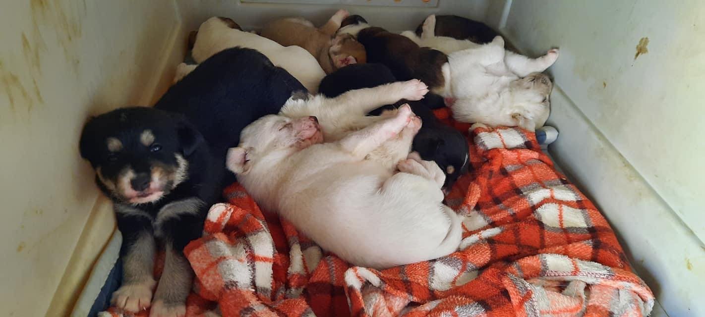 MJM Dogs Foundation: Saar(gereserveerd) - Afbeelding 2