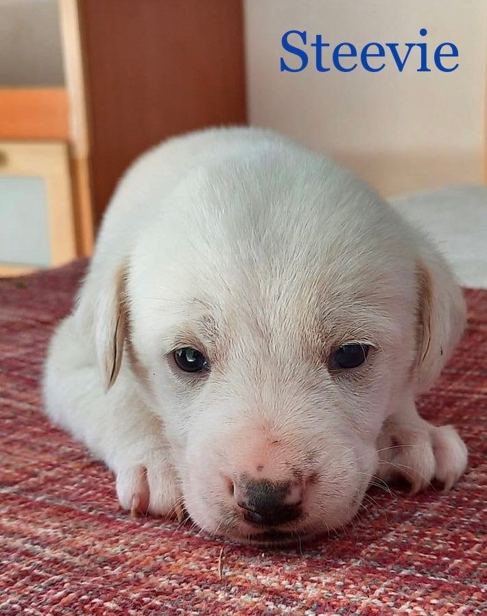 MJM Dogs Foundation: Steevie(gereserveerd) - nr. 1