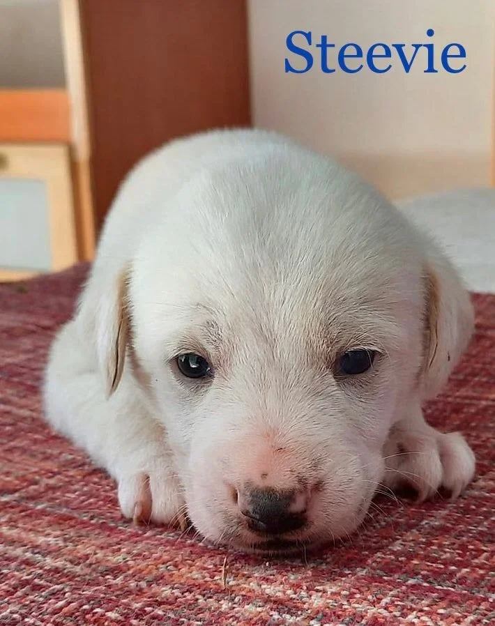 MJM Dogs Foundation: Steevie(gereserveerd) - Afbeelding 3