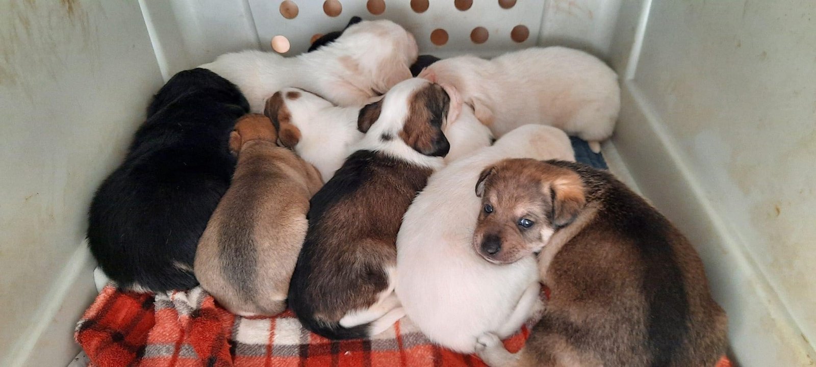 MJM Dogs Foundation: Steevie(gereserveerd) - Afbeelding 4