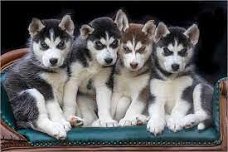 Schattige Siberische Husky pups zoeken een nieuwe thuis!