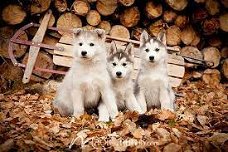 siberische husky pups