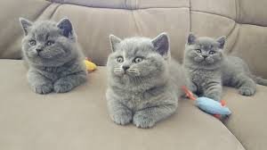 Prachtige Britskorthaar kittens - 0
