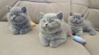 Prachtige Britskorthaar kittens - 0 - Thumbnail