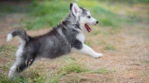 Siberische Husky-puppy's met hele mooie blauwe ogen klaar om te gaan. - 0