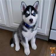 Super schattige husky pups - 0