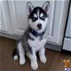 Super schattige husky pups - 0 - Thumbnail