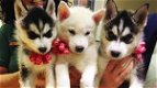 Husky pups met blauwe ogen - 0 - Thumbnail