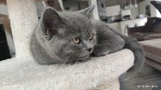  british shorthair