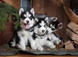 Schattige Siberische Husky pups zoeken een nieuwe thuis! - 0