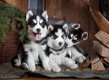 Schattige Siberische Husky pups zoeken een nieuwe thuis! - 0 - Thumbnail
