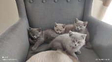  Britse korthaar kittens