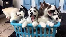 siberische husky pups 