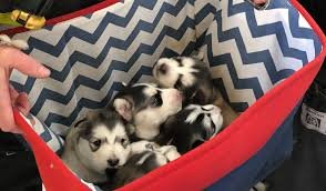 Husky pups - 0