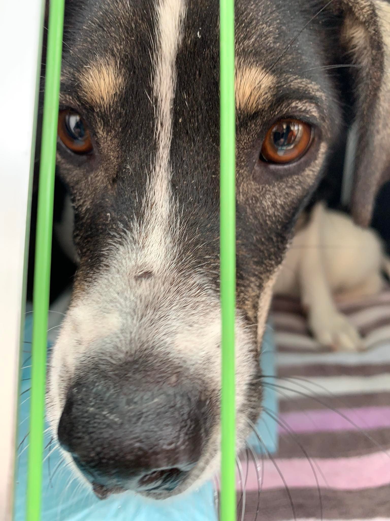 MJM Dogs Foundation: Betty - Afbeelding 2