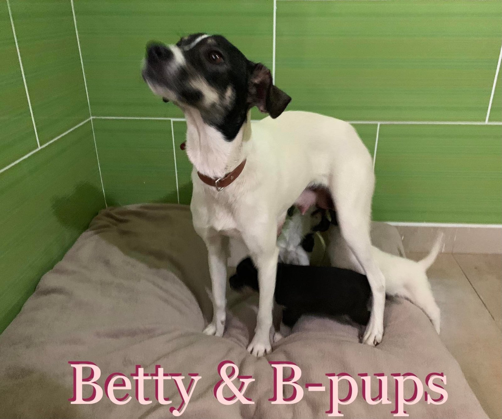 MJM Dogs Foundation: Betty - Afbeelding 3