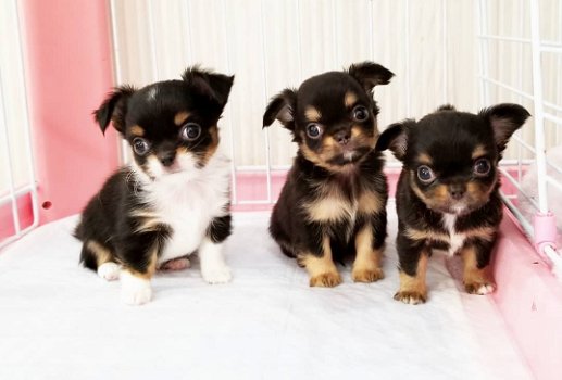 Chihuahua pups beschikbaar - 0