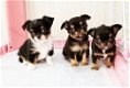 Chihuahua pups beschikbaar - 0 - Thumbnail