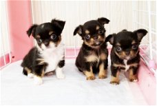 Chihuahua pups beschikbaar