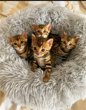 Bengaalse kittens Met stamboom voor of voor kerst - 0