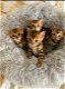 Bengaalse kittens Met stamboom voor of voor kerst - 1 - Thumbnail