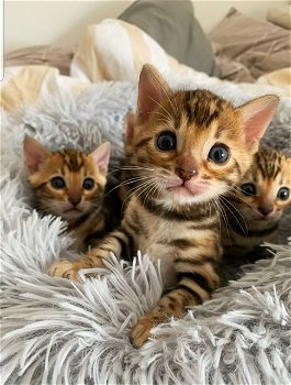 Bengaalse kittens Met stamboom voor of voor kerst - 2