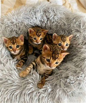 Bengaalse kittens Met stamboom voor of voor kerst - 3