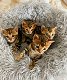 Bengaalse kittens Met stamboom voor of voor kerst - 3 - Thumbnail