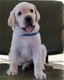 Active Labrador Retriever Puppies Ready WhatsApp +61488895372 - 0 - Thumbnail