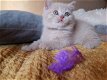 Brits korthaar kitten - 0 - Thumbnail