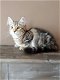 Schattige Siberische kittens - 0 - Thumbnail