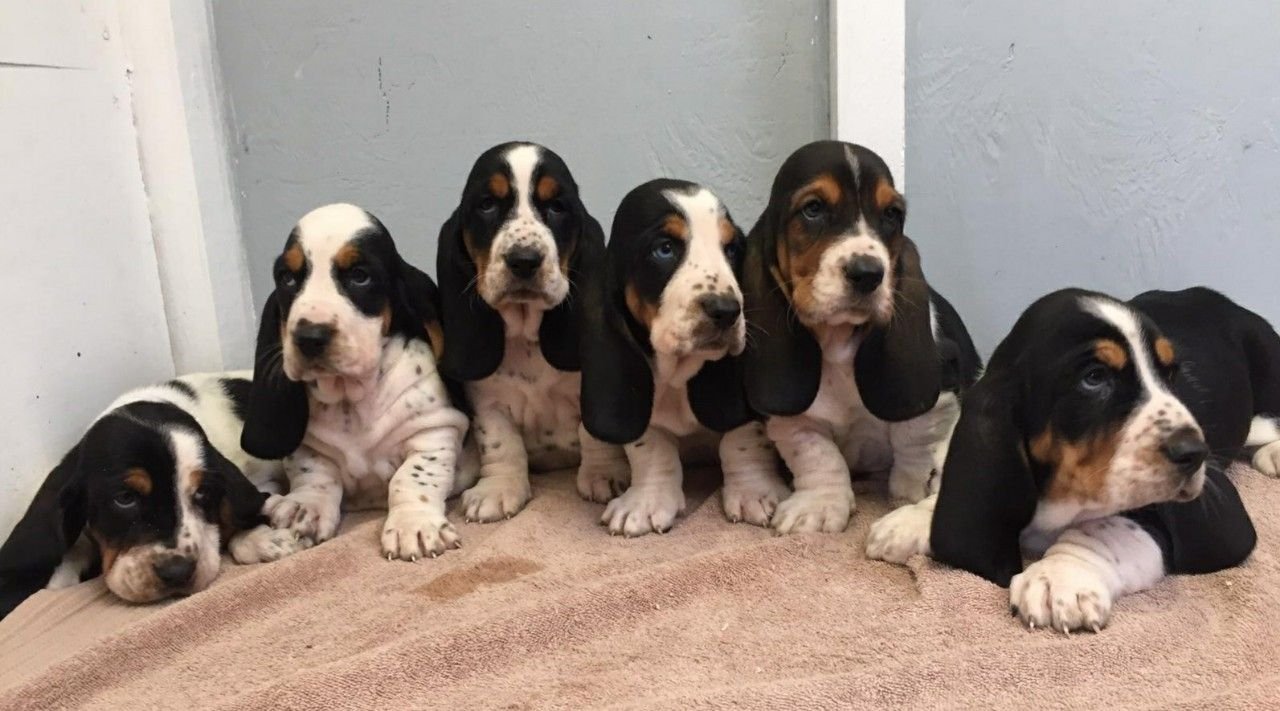 Prachtige Basset Hound-puppy's - nr. 1