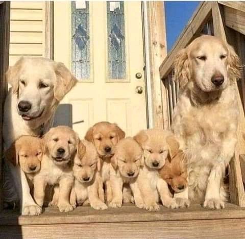 Prachtige Golden Retriever-puppy's - nr. 1