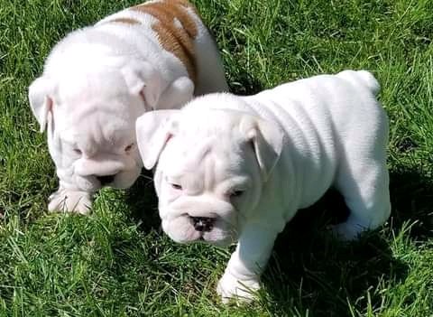 Prachtige Britse Bulldog-puppy's - nr. 1