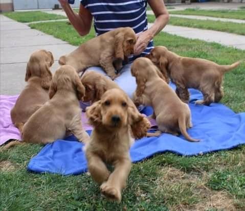 Prachtige cocker-pups - nr. 1