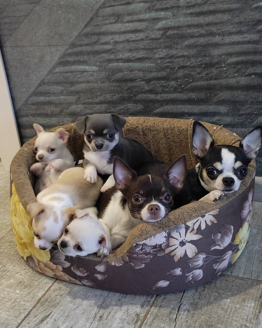 Prachtige chihuahua-puppy's - nr. 1