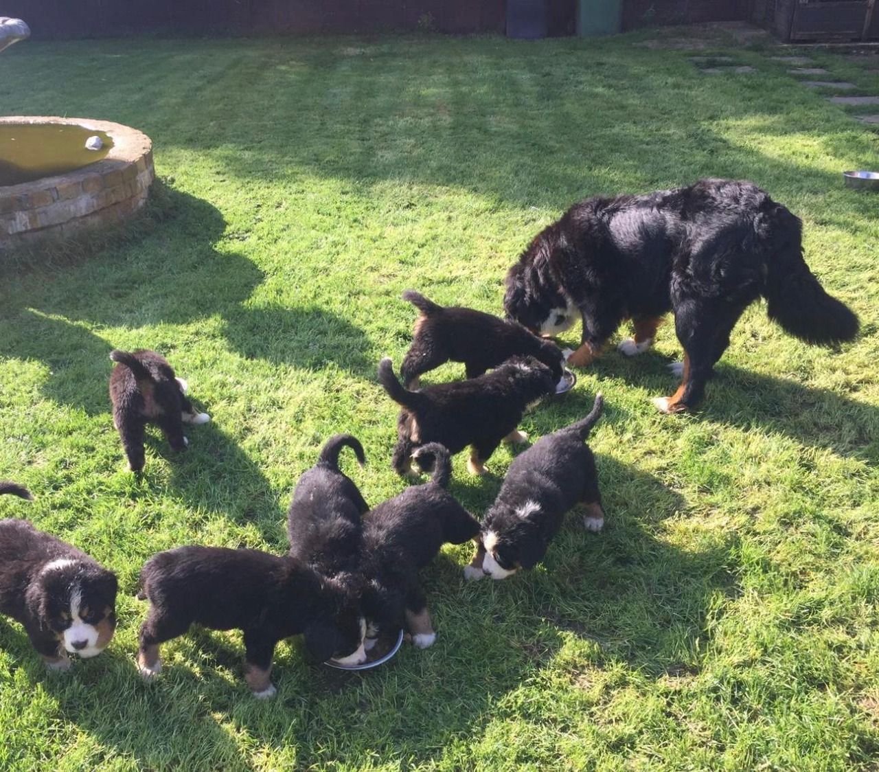 Prachtige Berner Sennen-puppy's - nr. 1