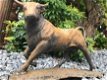 Een fraai beeld van een stier, gietijzer-rust-kado-beeld - 0 - Thumbnail