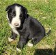 Prachtige Border Collies-puppy's - 0 - Thumbnail