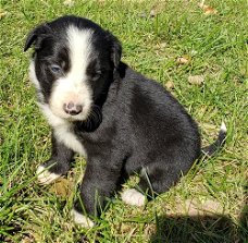 Prachtige Border Collies-puppy's
