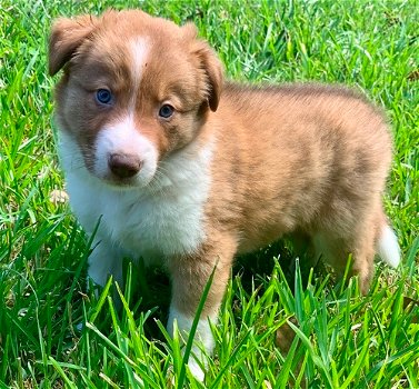 Prachtige Border Collies-puppy's - 1