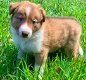 Prachtige Border Collies-puppy's - 1 - Thumbnail