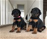 Dobermann Pinscher-puppy's - 0 - Thumbnail