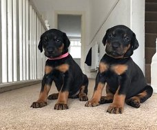 Dobermann Pinscher-puppy's